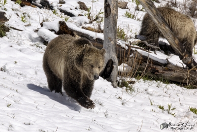 Grizzly Snow YNP May 2025